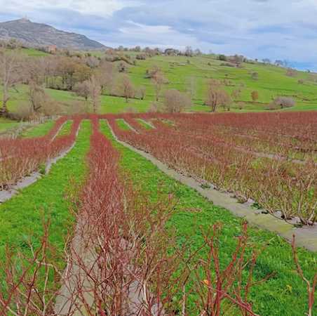 Fotografia tomada fuera de Arándanos en Cantabria - Tienda de alimentación en Penagos, Cantabria