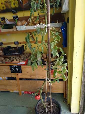 Fotografia tomada fuera de Frugal - Frutería en O Burgo, A Coruña